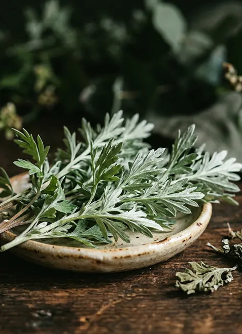 Wormwood Extract