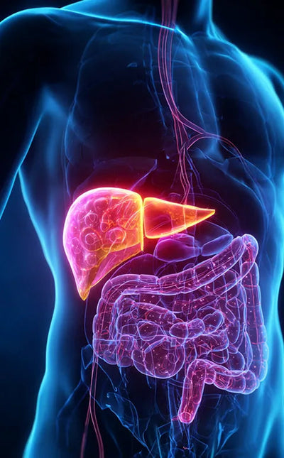 silymarin concentration. The threshold used in clinical studies showing meaningful liver support. Most brands use 50 to 65%.