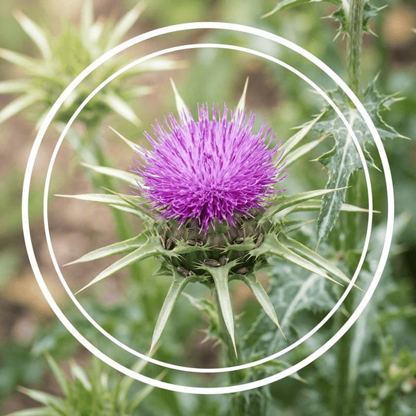 MILK THISTLE EXTRACT